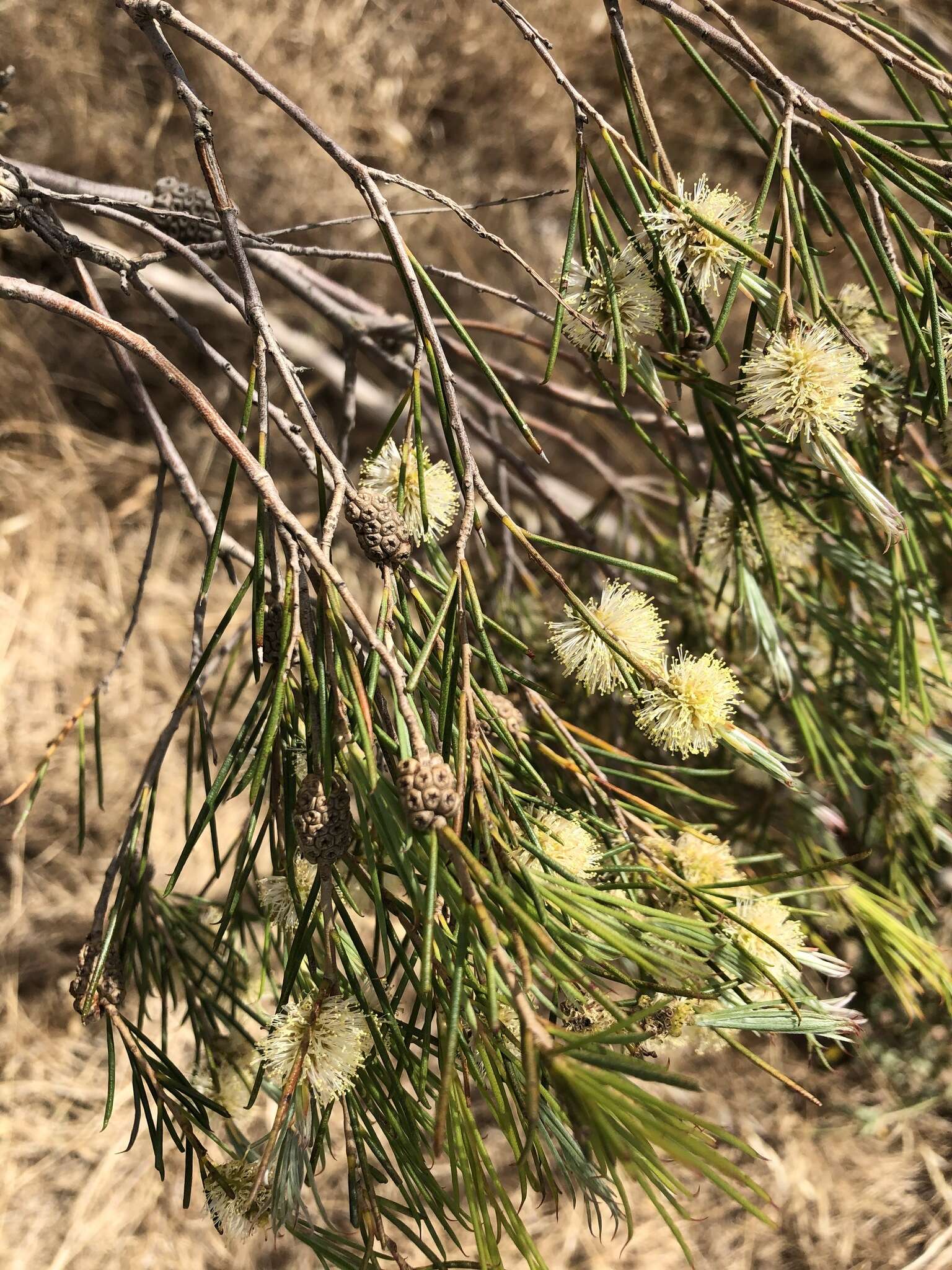 Image of broom honeymyrtle