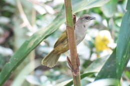 Image of Olive-winged Bulbul