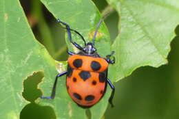 Image of <i>Poecilocoris nepalensis</i>