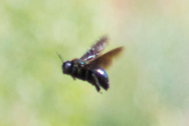 Image of Western Carpenter Bee