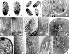 Image of Frontonia ocularis