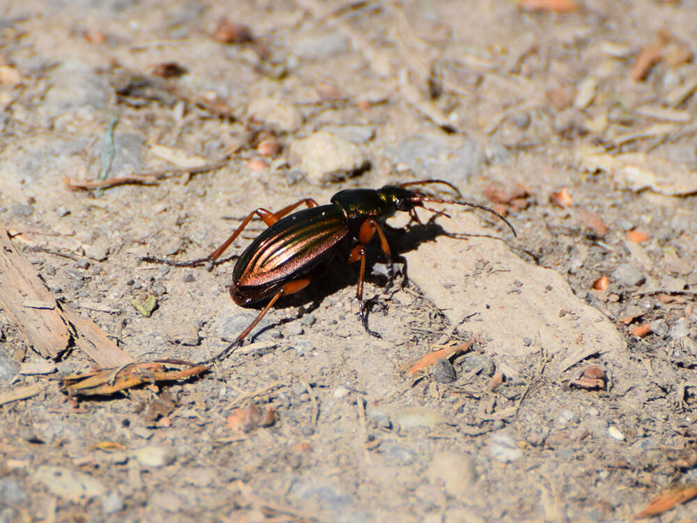 Imagem de Carabus (Tachypus) auratus Linnaeus 1760