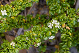 Image of smallflower lilythorn