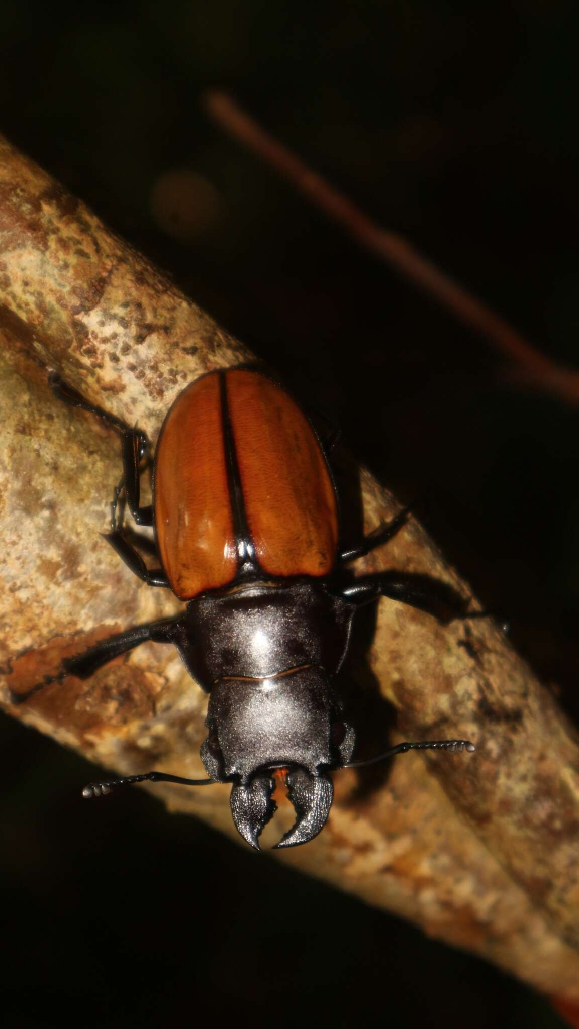 Image de Odontolabis gazella (Fabricius 1787)