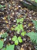 Image of largefruit blacksnakeroot