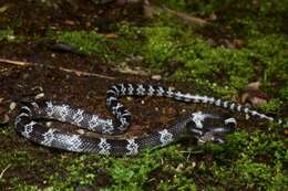 Image of Butler's Wolf Snake