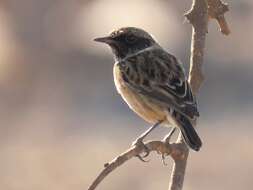 صورة Saxicola rubicola rubicola (Linnaeus 1766)