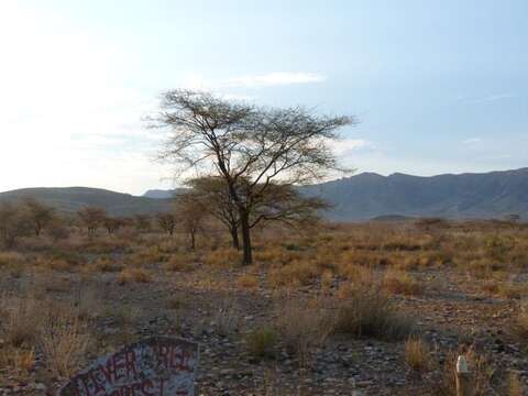 Vachellia tortilis subsp. heteracantha (Burch.) Kyal. & Boatwr.的圖片