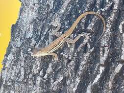 Image of Striped Anole