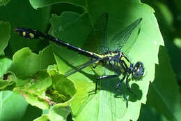 Imagem de Ophiogomphus howei Bromley 1924