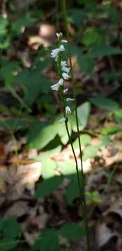 Слика од Spiranthes tuberosa Raf.