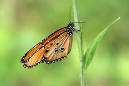 Image of Danaus (Anosia) chrysippus subsp. dorippus Klug 1845