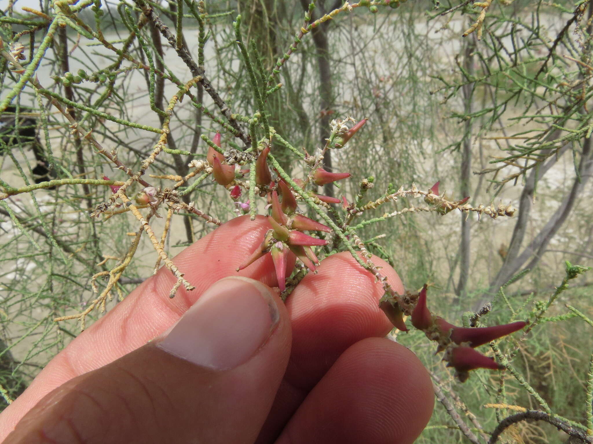 Image of Tamarix aucheriana (Decne.) Baum