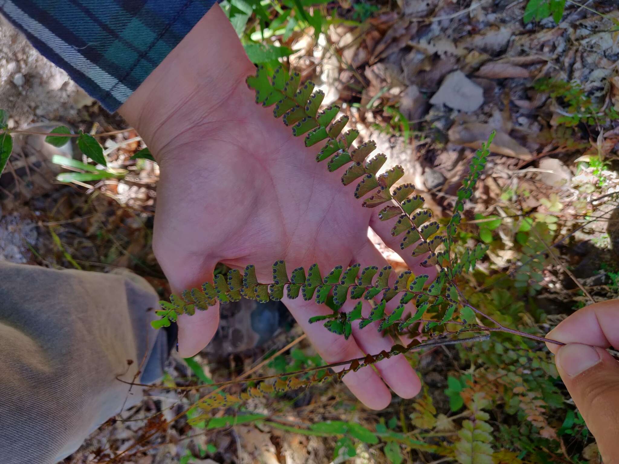 Image of Adiantum patens Willd.