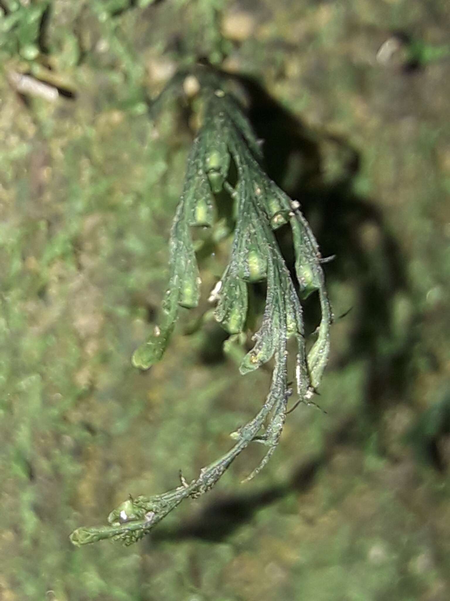 Image of two-dotted bristle fern