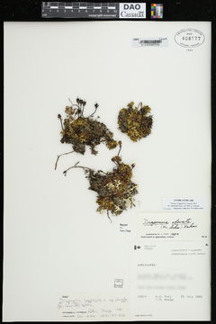 Image of <i>Diapensia obovata</i>
