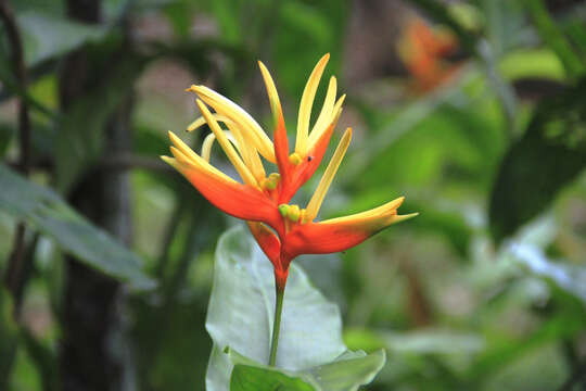 Image of Heliconia aurantiaca Verschaff.