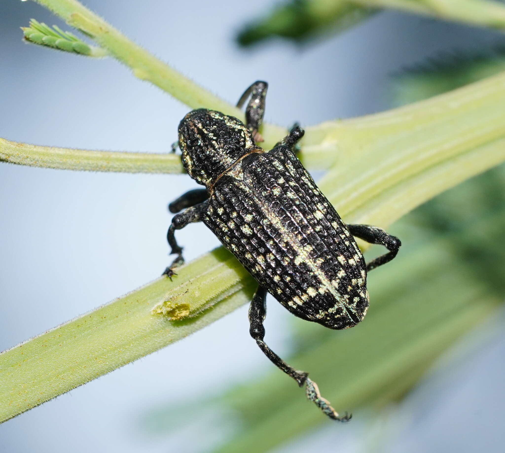 Image of Chrysolopus spectabilis (Fabricius & J. C. 1775)