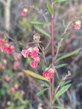 Image of Hermannia denudata L. fil.