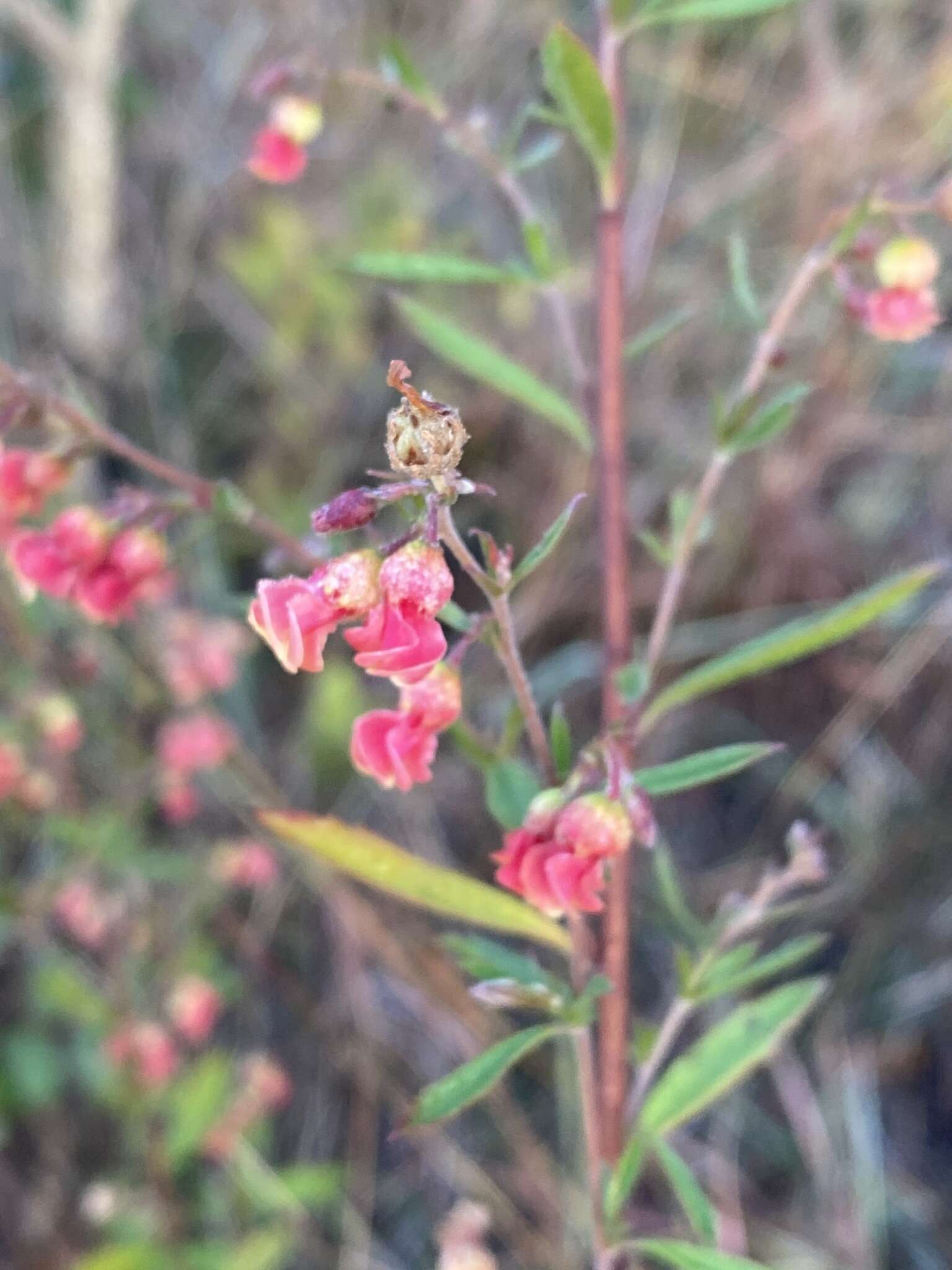 Image of Hermannia denudata var. erecta (N. E. Br.) Burtt Davy & Greenway