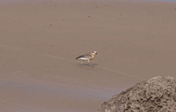 Image of Charadrius obscurus aquilonius Dowding 1994