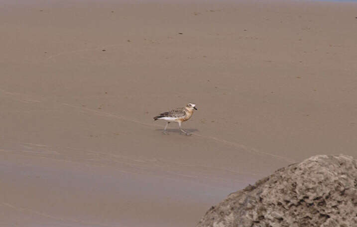 Charadrius obscurus aquilonius Dowding 1994 resmi