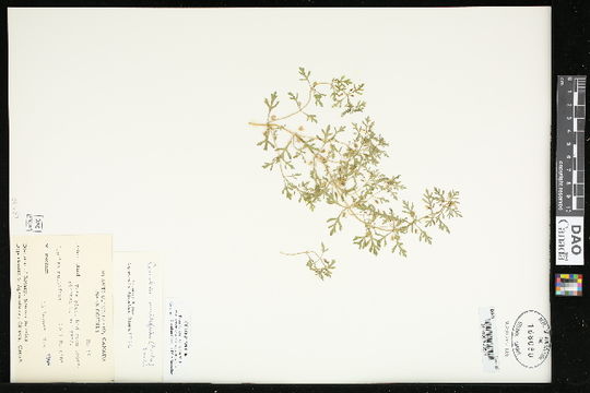 539.vascb ccdb 24798 c06 1442250928 jpg.580x360
