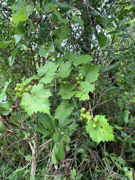 Image of Munson's grape