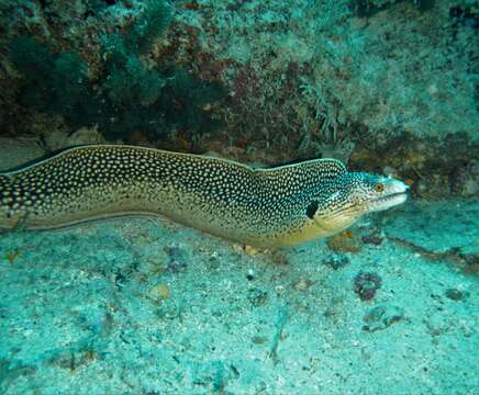 Image of Honeycomb Moray