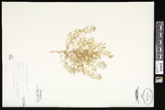 539.vascb ccdb 24798 d06 1442250900 jpg.580x360
