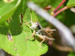 Слика од Melanoplus borealis (Fieber 1853)