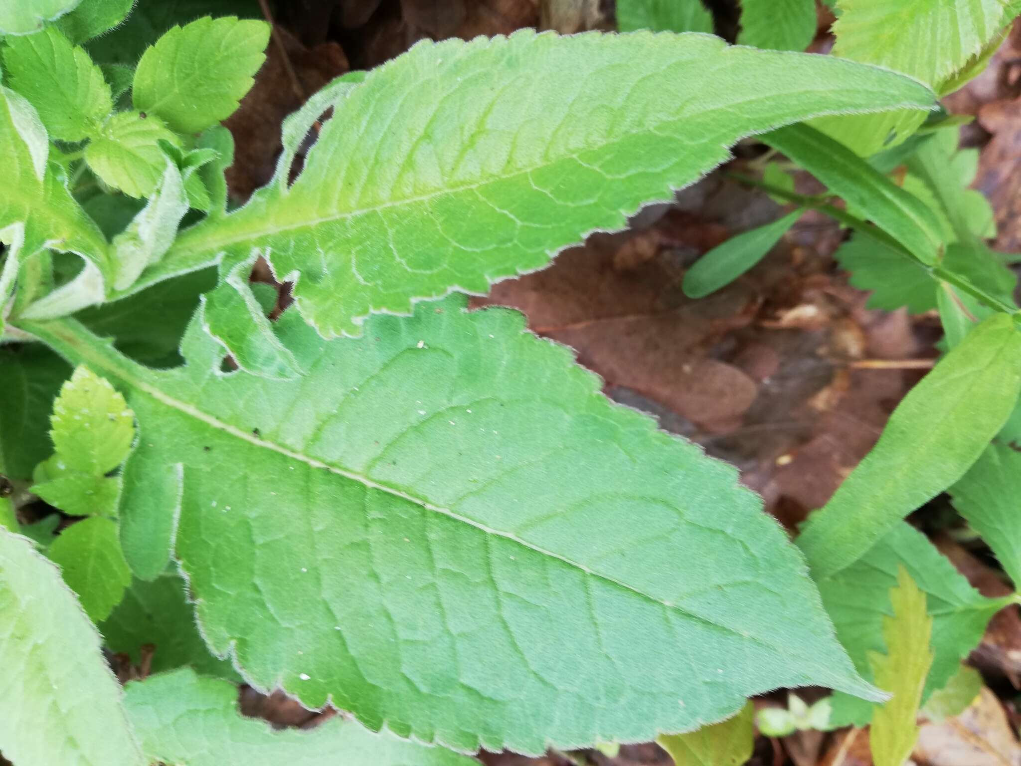 Image of Knautia drymeia Heuffel