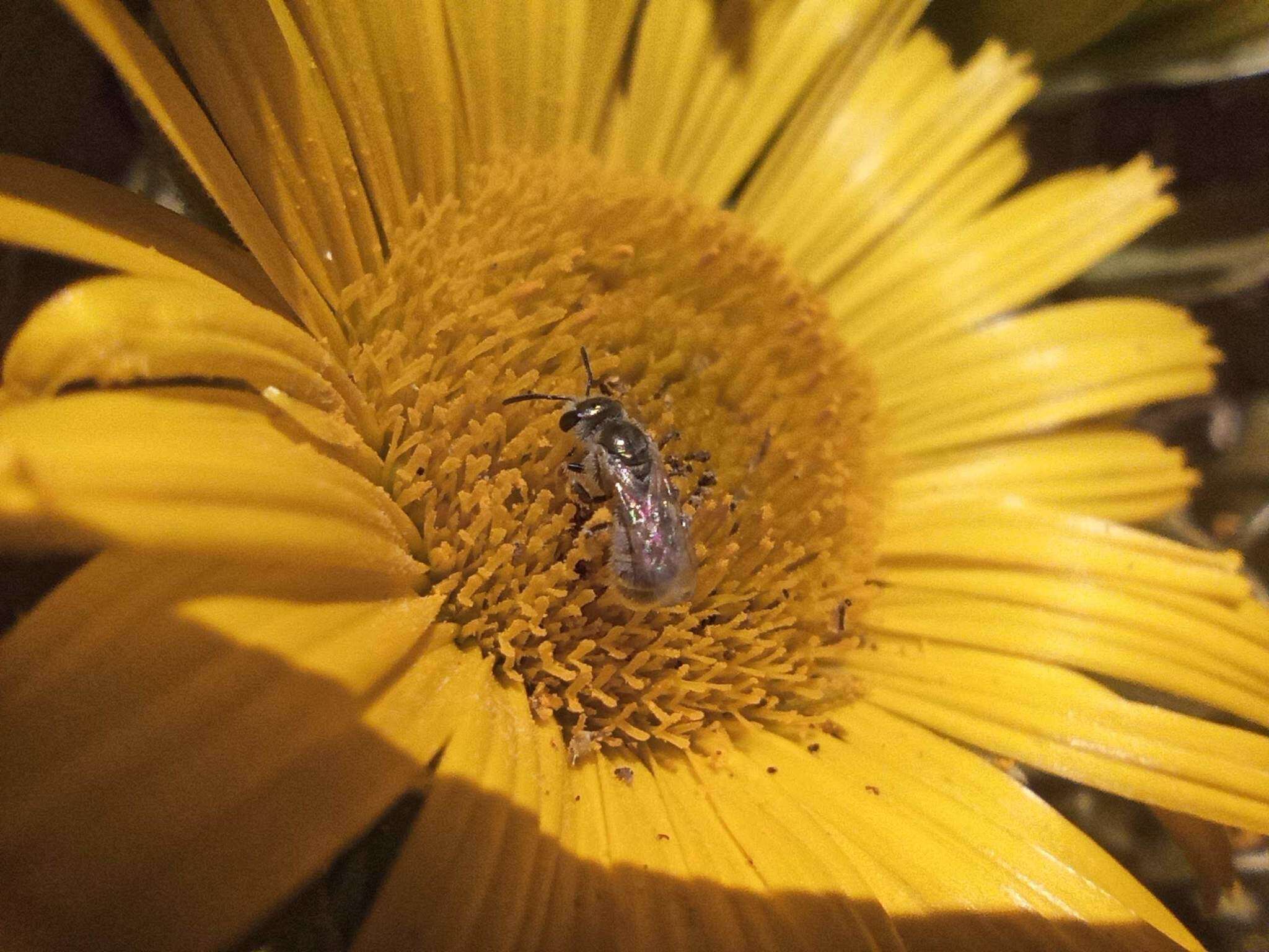 صورة Halictus concinnus Brullé 1840