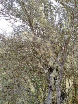 Image of Olearia virgata var. laxiflora (Kirk) Allan