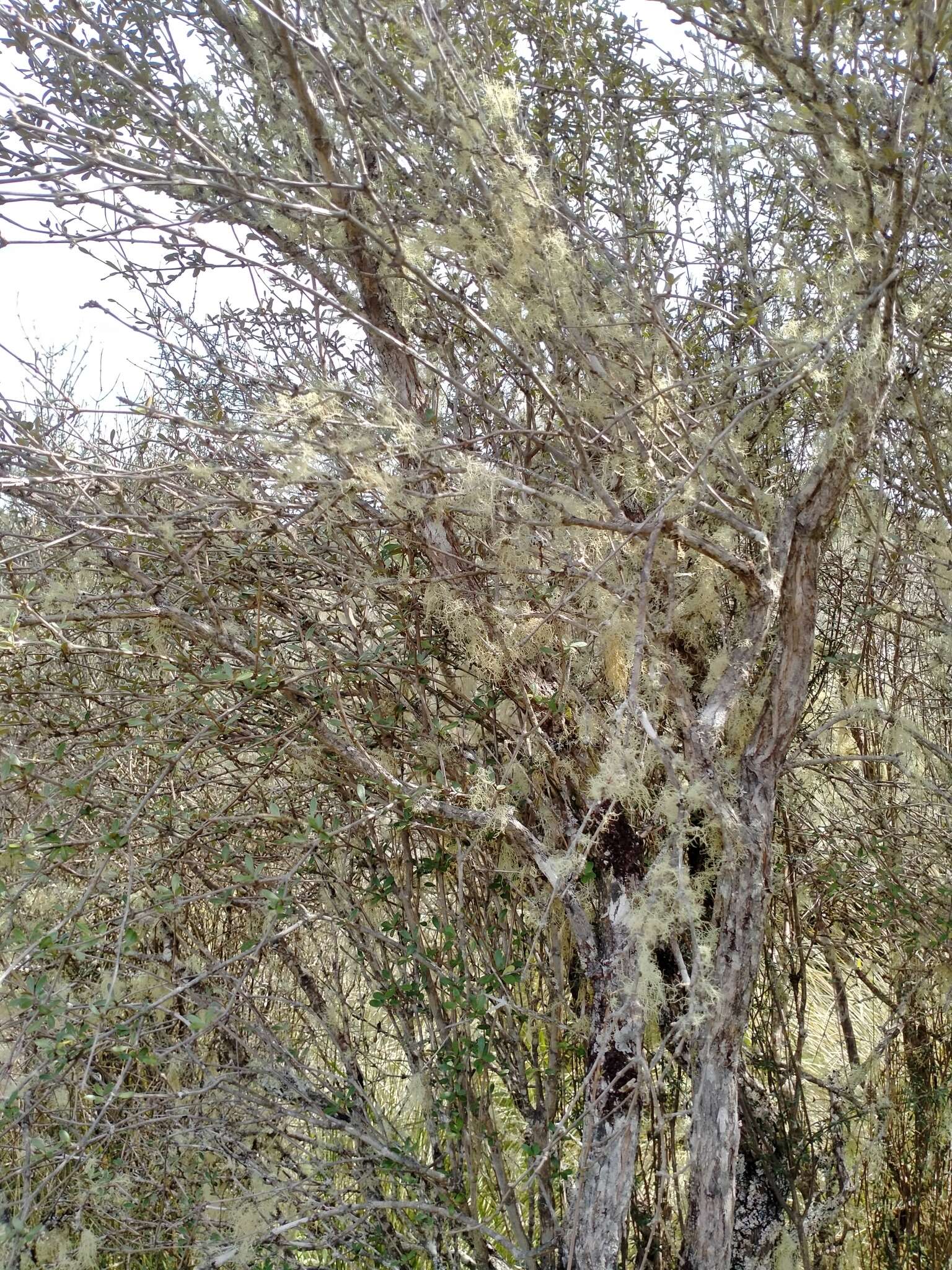 Imagem de Olearia virgata var. laxiflora (Kirk) Allan