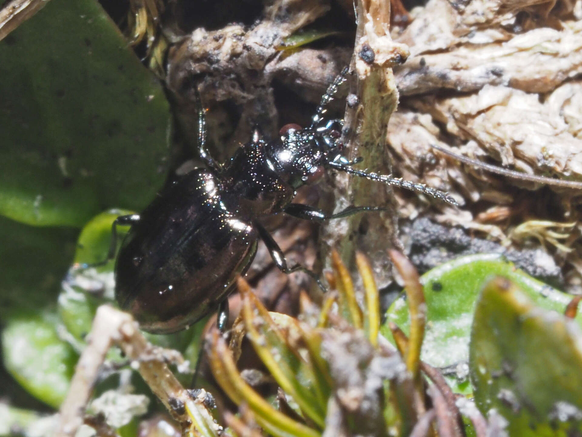 Image of Bembidion (Testedium) bipunctatum (Linnaeus 1760)