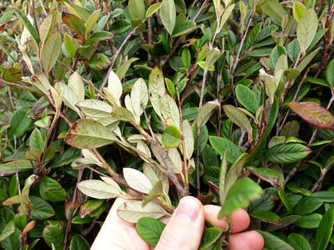 Image of Cotoneaster coriaceus Franch.