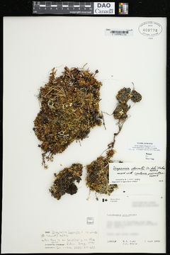 Image of <i>Diapensia obovata</i>