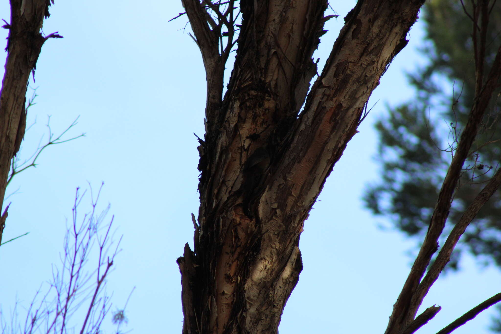 Image of Brown Scrubwren