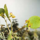 Image of Lepanthes pygmaea Luer