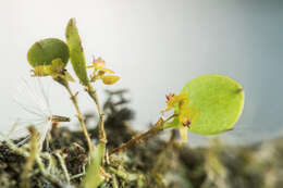 Image of Lepanthes pygmaea Luer