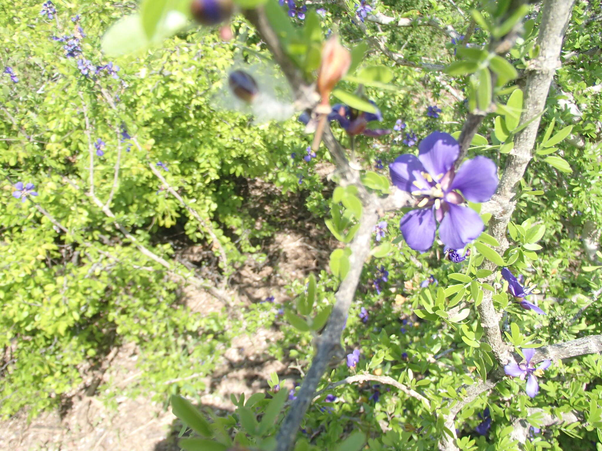 Sivun Guaiacum coulteri A. Gray kuva