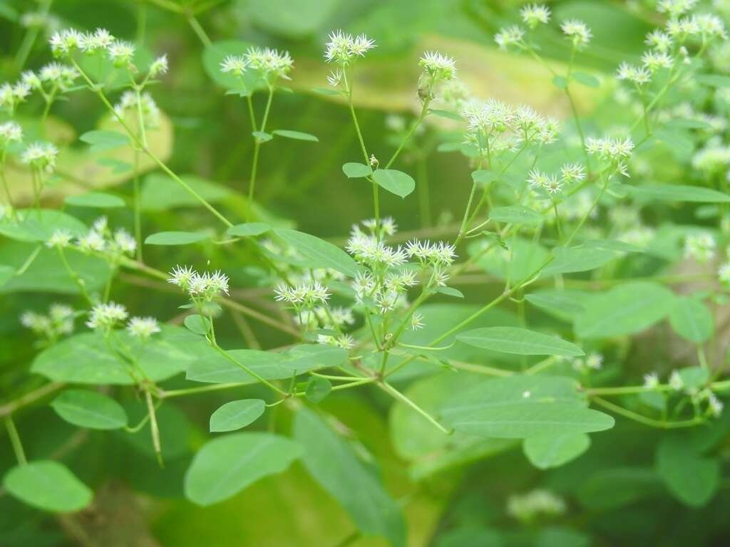 Euphorbia segoviensis Boiss. resmi