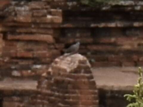 Image of Burmese Collared Dove