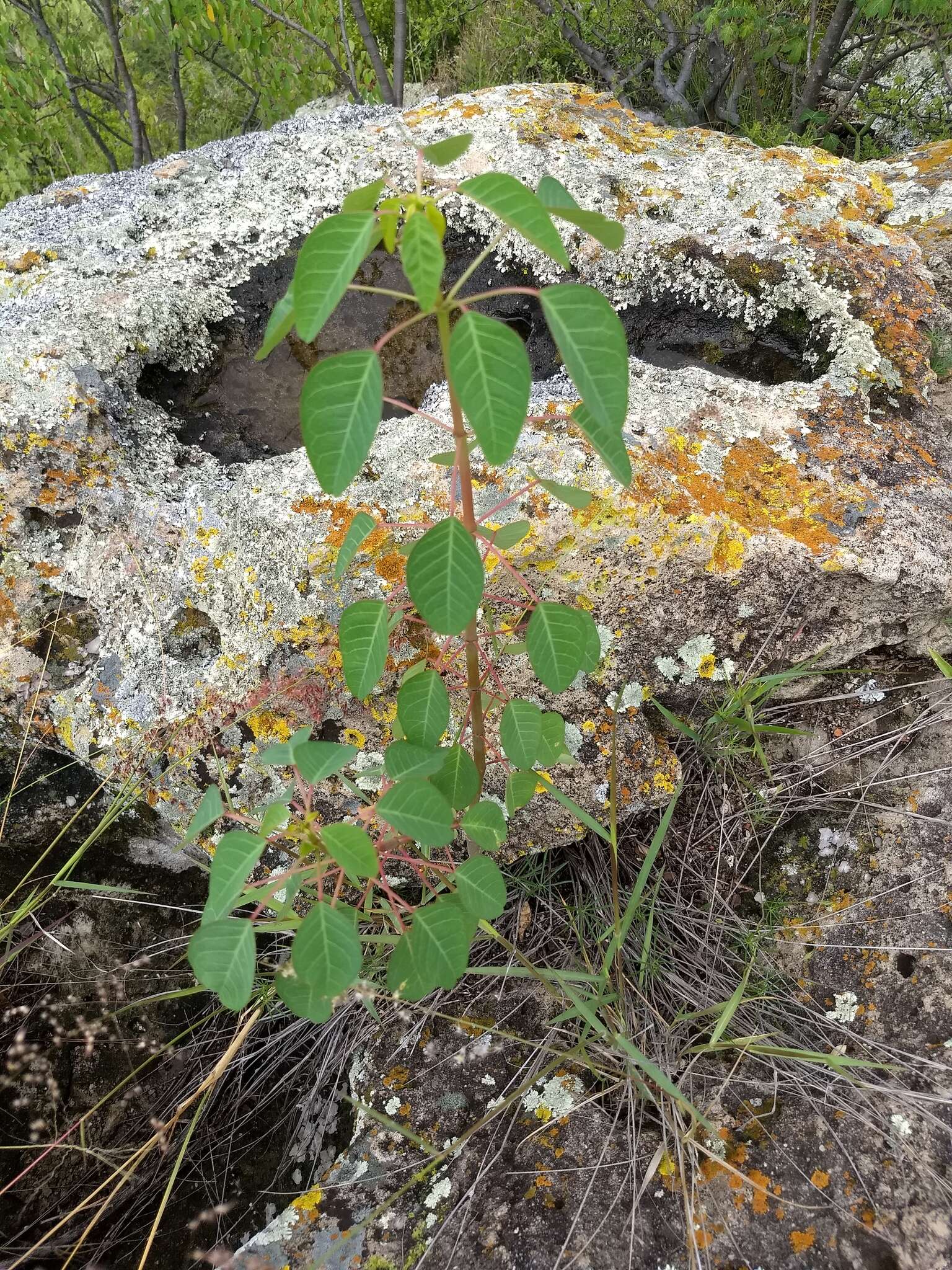 Image de Euphorbia schlechtendalii Boiss.