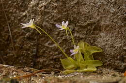 Image of Pinguicula crystallina subsp. hirtiflora (Ten.) A. Strid