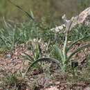 Image of Iris capnoides (Vved.) T. Hall & Seisums