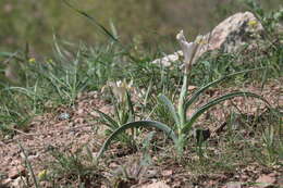 Imagem de Iris capnoides (Vved.) T. Hall & Seisums