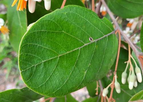 Image of Styrax ferrugineus Nees & Mart.