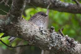 Image of Junco hyemalis carolinensis Brewster 1886